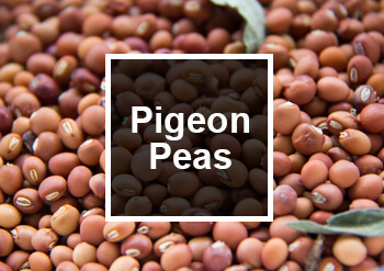 Pigeon Pea